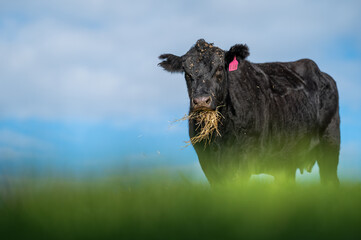 Beef cows and calves grazing on grass in south west victoria, Australia. eating hay and silage....