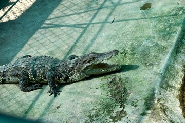 The crocodile in waiting their food.
