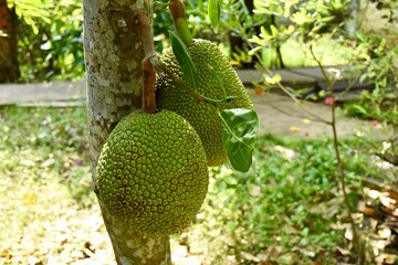 Jackfruits on the tree.