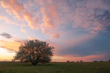 Obraz na płótnie Canvas kwitnące drzewo na tle zachodzącego słońca