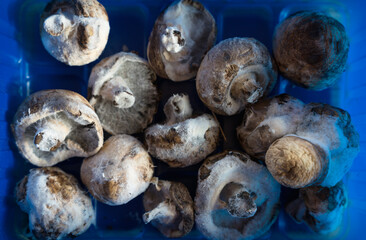 Close up of moldy champignon mushrooms in a plastic container symbolizing food waste