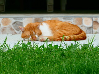 cat lying on the grass