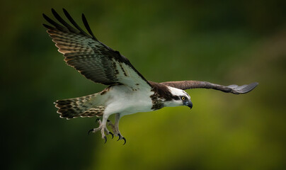 An osprey (Pandion Haliaetus) hunting fish