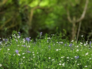 wild bluebell flowers in the forest