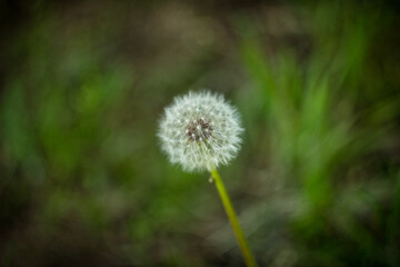 olinoic dandelion flower on a green background in a blur