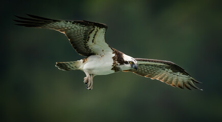 An osprey (Pandion Haliaetus) hunting fish