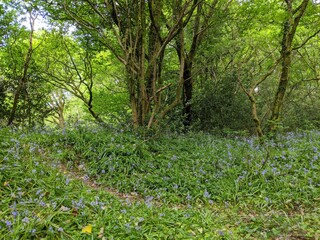 wild bluebell flowers in the forest