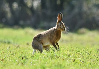 A wild brown hare, paused in the grass about to move.