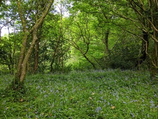 wild bluebell flowers in the forest