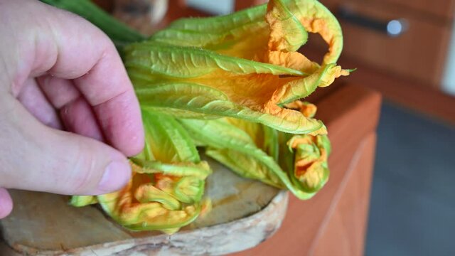 Zucchini in bloom are placed on a cutting board, close-up image of courgette flowers, one hand touches the flower to test its freshness by opening its petals.