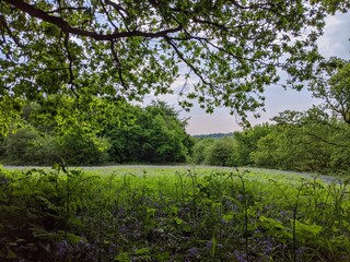 green field with bluebells, blue sky,  and overhanging tree