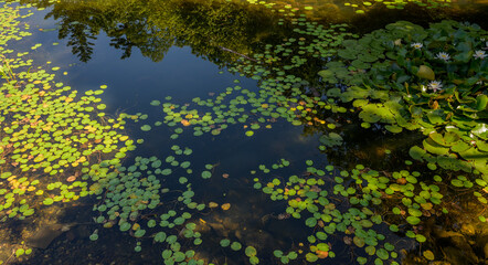 View at pond at summertime.