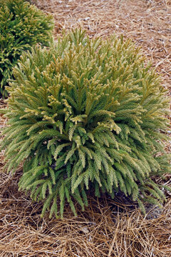 Dwarf Japanese cedar (Cryptomeria japonica 'Globosa Nana')