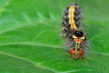 caterpillar on leaf
