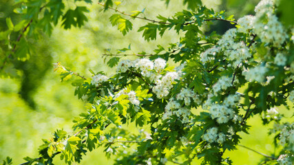 Kwitnące drzewo wiosenne.  © Rafal