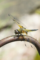 Dragon-fly - Vierfleck – Female Animal, Libellula quadrimaculata. Four-spotted chaser. found widely North America, Europe and Asia.