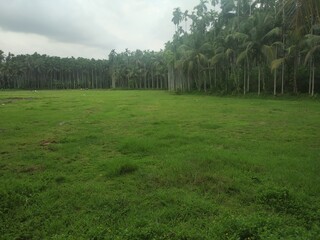 GRASS AND FIELD IN VILLAGE
