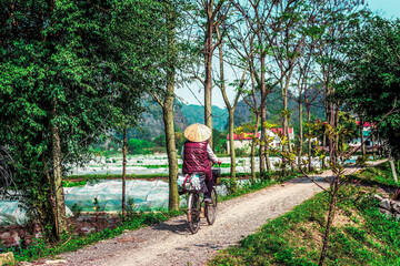 Vietnamese woman in traditional hat riding a bicycle in rice fields