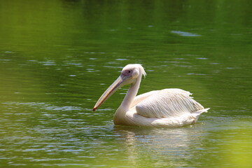pelican on the water