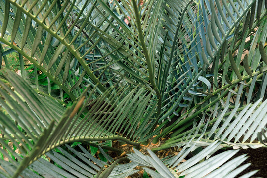 Karoo cycad (Encephalartos lehmannii)