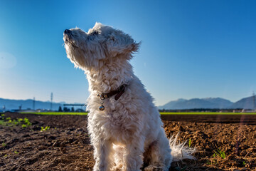 Low angle small white Maltese dog sitting on farming field soil