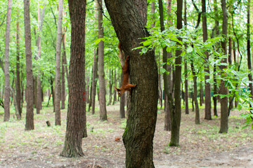 squirrel on a tree in the forest