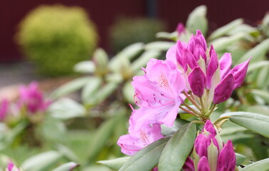 The first flowers of rhododendron in late spring