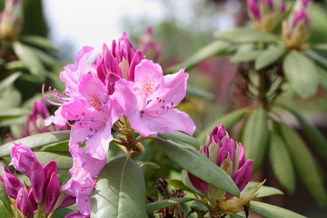 The first flowers of rhododendron in late spring