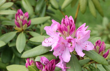 The first flowers of rhododendron in late spring