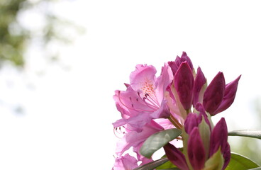 The first flowers of rhododendron in late spring