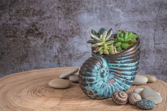 Succulents in a decorative planter on wooden table. Decor for interior. Stylish decoration for home. Copy space