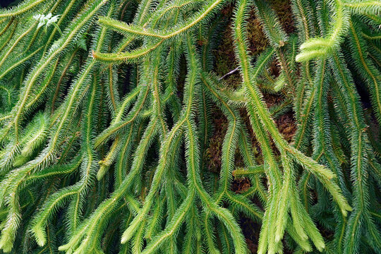 Rock tassel fern (Phlegmariurus squarrosus). Called Water tassel fern also