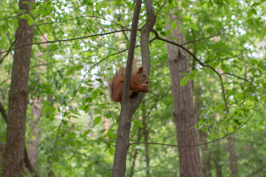squirrel eating a walnut on a branch