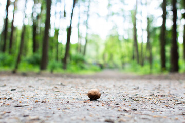 walnut lies on the ground in the forest