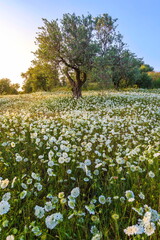 Artedia flowers meadow with an olive tree, Ayalon Valley Israel