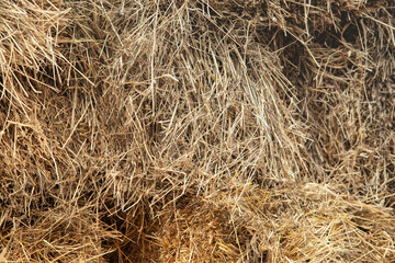fresh hay for horses