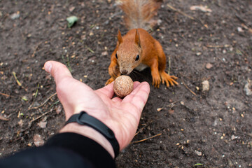 squirrel takes a nut from his hand