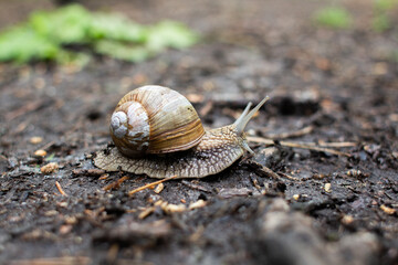 big snail on the ground in the forest