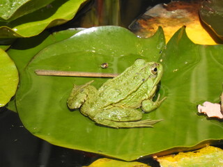 grenouille nénuphar