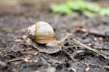 big snail on the ground in the forest