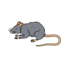 クマネズミ