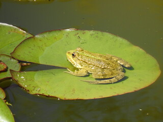 grenouille nénuphar