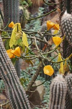 Rose cactus (Pereskia bleo). Called Leaf cactus and Wax rose also