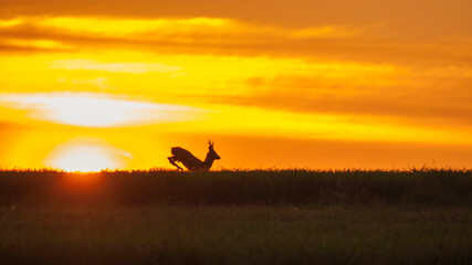 Fototapeta na wymiar sarna kozioł na tle zachodzącego słońca
