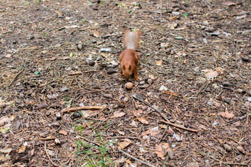 squirrel on the ground in the forest