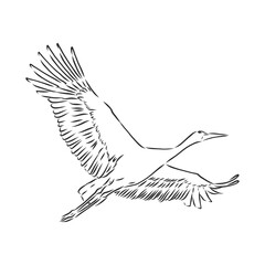 Stork sketch vector illustration. Hand sketching a stork for a design. stork, vector sketch illustration