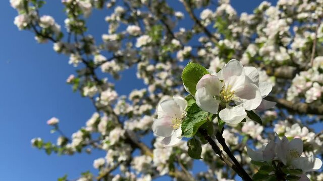 Blooming apple tree with blue sky on background. Apple tree flower close up. Beautiful white flowers. 4K
