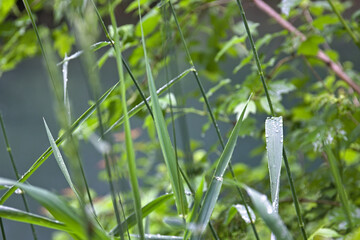 green grass with dew drops