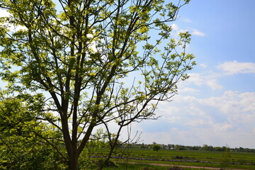 Obraz premium Marschbahndamm_034 