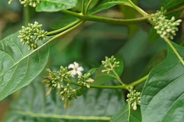 Roughbark lignum-vitae (Guaiacum officinale). Called Guaiacwood also